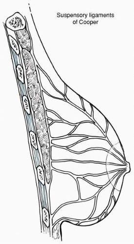 產後胸部下垂鬆弛好想哭!我該如何改善奶頭乳頭下垂?